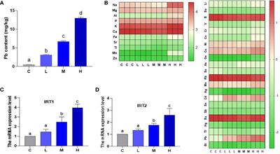 Lead exposure dose-dependently affects oxidative stress, AsA-GSH, photosynthesis, and mineral content in pakchoi (Brassica chinensis L.)